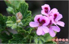 <b>在家里种上这几种盆栽 炎炎夏日再也不用担心会被蚊子咬了！</b>