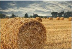 <b>安徽秸秆变身工业“香饽饽”助农增收致富</b>