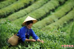 <b>贵州丹寨：“扶贫茶园”促脱贫</b>