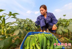 <b>河北成安：特色农业助力精准扶贫</b>