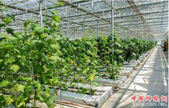 <b>湖北咸宁黄沙铺镇果蔬大棚开出“致富花”</b>