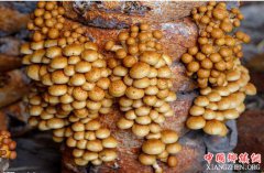 <b>辽宁庄河市：“致富补贴”牵引产业发展</b>