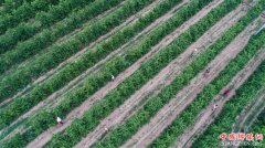 <b>河北内丘：农旅融合助推乡村发展</b>