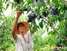 <b>郯城：雪桃穿“黑衣”    品质争第一</b>