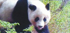 <b>九寨沟地震后再次拍到野生大熊猫</b>