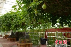 <b>安徽金寨推行“农光互补”扶贫新模式</b>