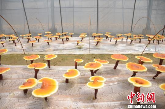 金寨县大湾村的农光互补电站下方栽种的灵芝 余皓 摄
