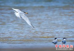 <b>特写：“神话之鸟”的“闽江口舞步”</b>