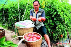 <b>番茄红了 订单不断</b>