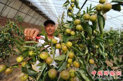 <b>河北青县：冬枣种植拓宽增收路</b>