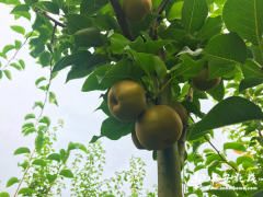 <b>产业挖穷根 花石乡走出一条“花样”扶贫路</b>