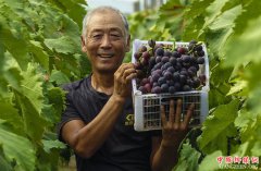 <b>河北大城：新型农业产业模式推动乡村振兴</b>