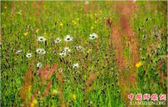 <b>30年前农民喂猪用的杂草 如今却是医生的宝贝 收购价一斤十块</b>