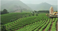 <b>饮水思源“白茶村”：让“一片叶子”助更多人脱贫</b>