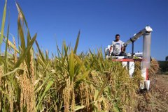 <b>台风来前抢收忙</b>