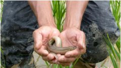 <b>福建德化：“台湾泥鳅”山间游 村民致富好帮手</b>