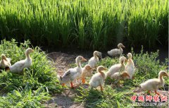 <b>四川促进绿色畜牧业良性循环发展</b>