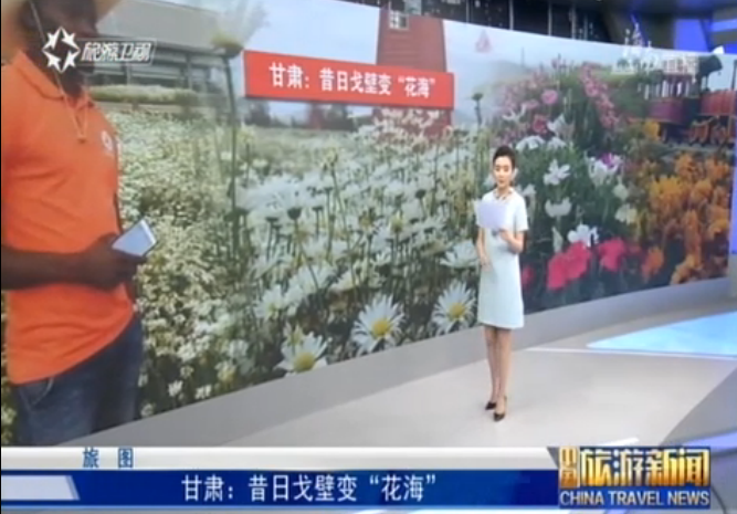 甘肃：昔日戈壁变“花海”