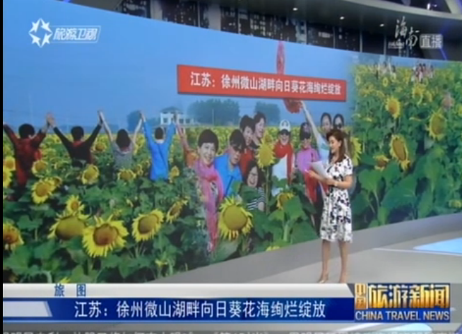 江苏：徐州微山湖畔向日葵花海绚烂绽放