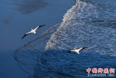 <b>塘鹅的“恋爱季节”</b>