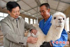 <b>“呆萌”羊驼助力太行山农民脱贫增收</b>