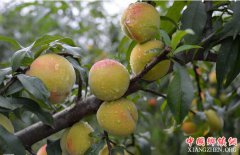 <b>上海今年遇干黄梅 本地水果比往年更甜且更早上市</b>