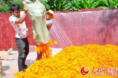 <b>重庆：奉节平安乡万寿菊迎来收获季</b>