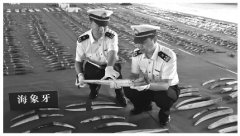 <b>哈尔滨海关查获特大濒危动物制品走私案 1276根羚羊角来自638只高鼻羚羊</b>