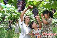 <b>江西：南昌市湾里区葡萄熟了</b>