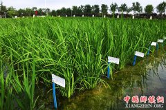 <b>青岛：海水稻材料长势良好</b>