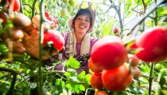 <b>贵州：圣女果采摘正忙时</b>