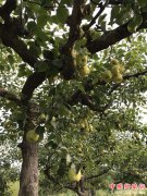 <b>安徽谯城：坚持党建引领 助力脱贫攻坚</b>