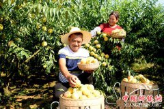 <b>贵州玉屏：240万斤黄桃新鲜上市</b>