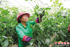 <b>海原县郑旗乡蔬菜种植示范基地</b>