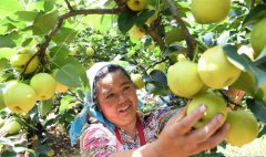 <b>云南：农民喜摘丰收果实</b>
