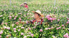 <b>盛夏花卉采收忙</b>