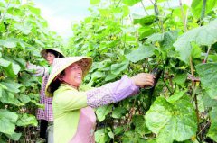 <b>镇宁扁担山镇 瓜果飘香产业强</b>