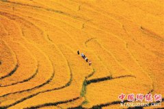 <b>哈尼梯田的振兴之路</b>