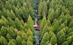 <b>森林氧吧醉游人</b>