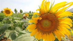 <b>大暑近 农事忙</b>