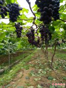 <b>安徽：石台县打造干部产业扶贫新样板</b>