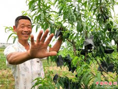 <b>郯城：蚯蚓肥逼出优质果</b>