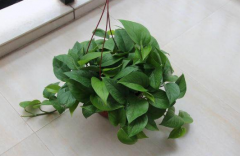 <b>绿萝扦插分叶技术 学会一下子拥有好多盆绿萝哦</b>