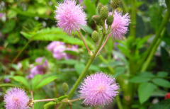 <b>含羞草的养殖方法是什么 它会开花吗？</b>