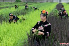 <b>贵州台江：阳芳村民种出五彩生活</b>