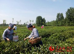 <b>河南桐柏：“茶艾”染绿脱贫路</b>