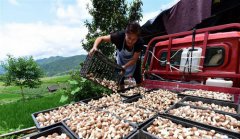 <b>贵州：大棚菌喜获丰收</b>