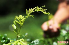 <b>重庆黔江：藤蔓长成致富茶</b>