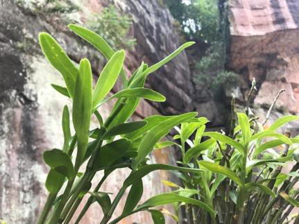 赤水:守好两个底线 全国首批脱贫 赤水:守好两个底线 全国首批脱贫