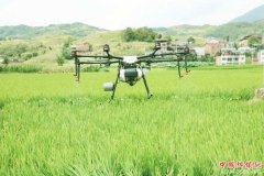 <b>重庆巫山庙宇“虫口里夺粮”夺取水稻丰收</b>